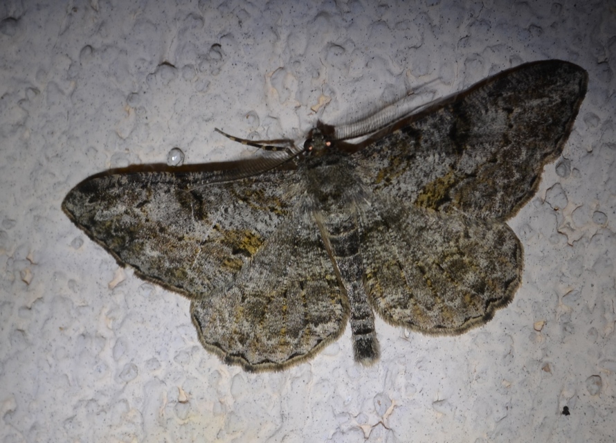 Peribatodes rhomboidaria - ékköves faaraszoló