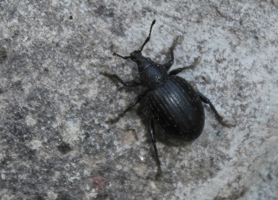 Otiorhynchus catenulatus - gyászos gyalogormányos