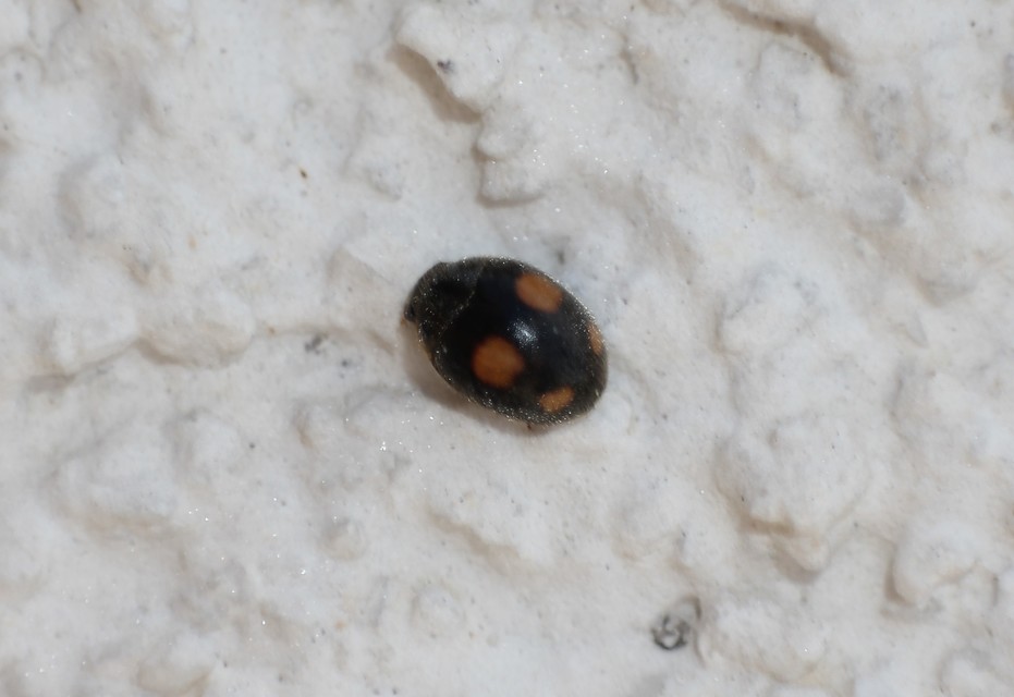 Platynaspis luteorubra - négypettyes szerecsenkata
