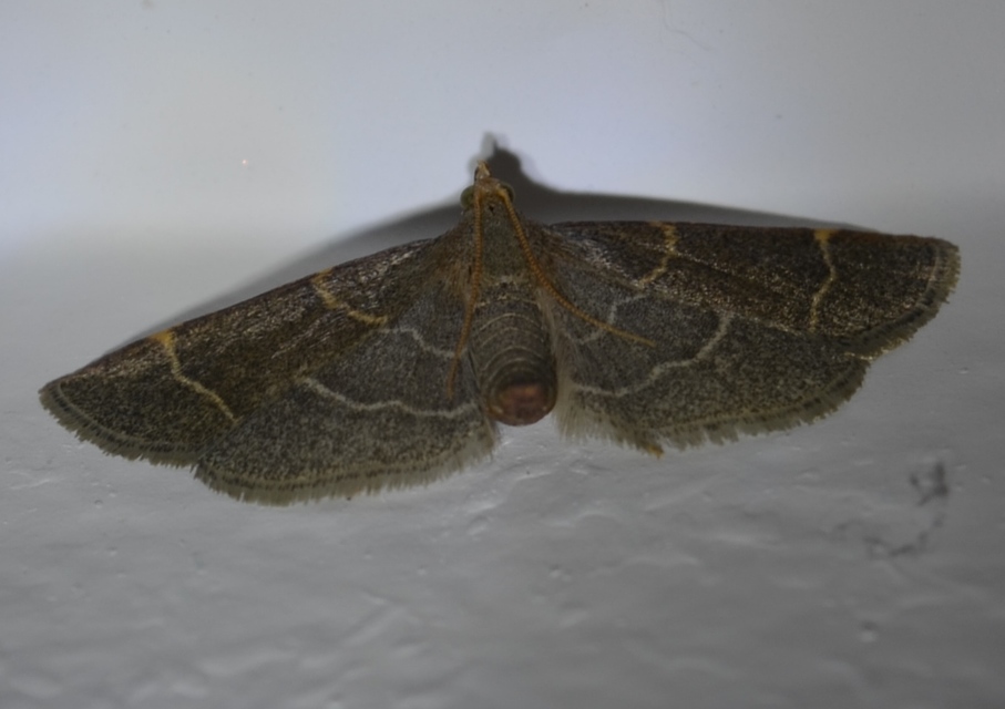 Hypsopygia glaucinalis - rezes fényilonca