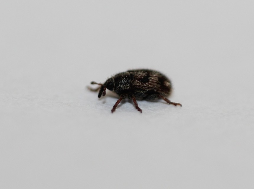 Mecinus labilis - tarka útifűormányos