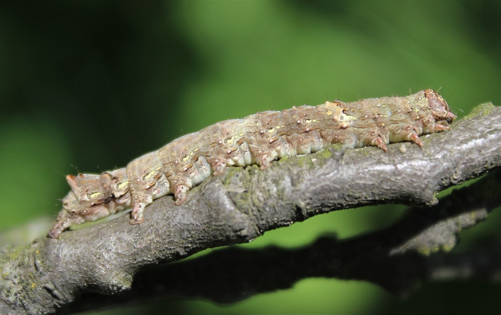 Allophyes oxyacanthae - galagonyabagoly