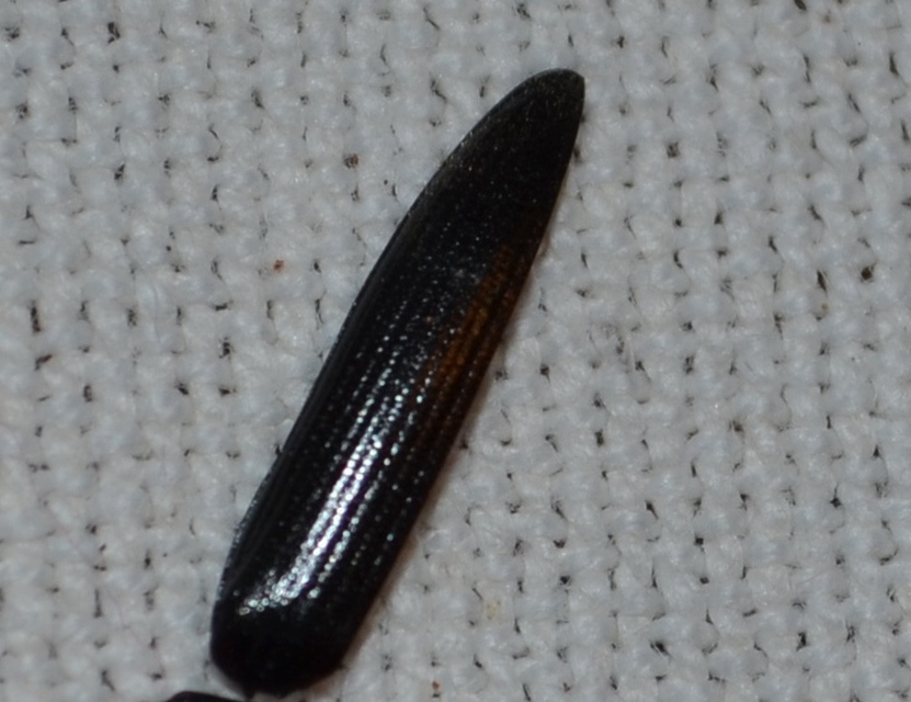 Melanotus