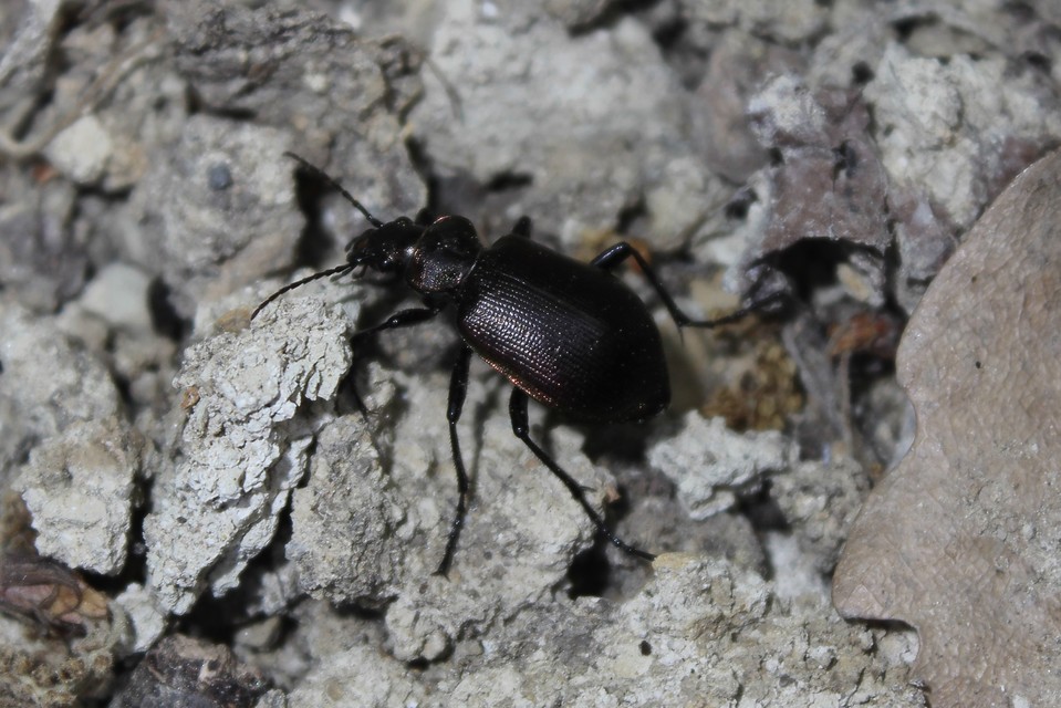 Calosoma inquisitor - kis bábrabló
