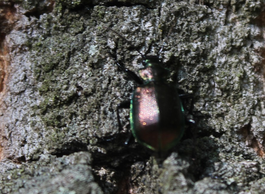 Calosoma inquisitor - kis bábrabló