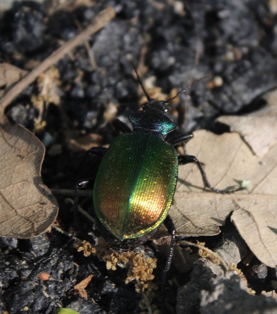 Calosoma sycophanta - aranyos bábrabló