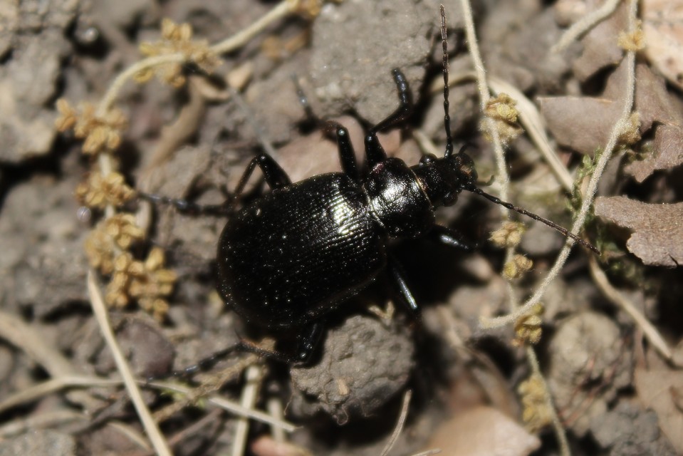 Calosoma inquisitor - kis bábrabló