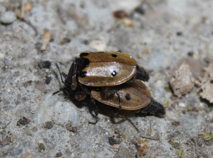 Dendroxena quadrimaculata - négypettyes dögbogár