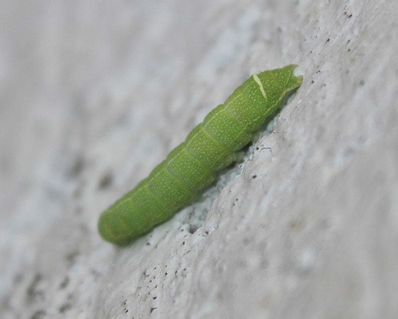 Orthosia cerasi - közepes barkabagoly