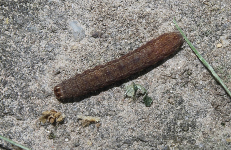 Conistra