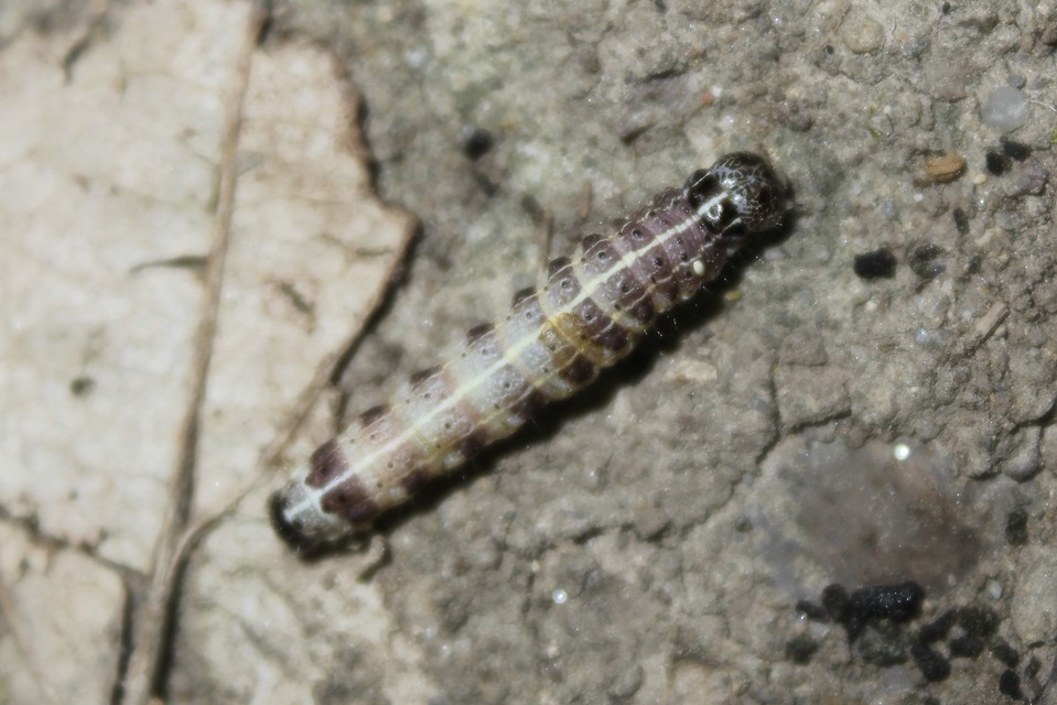 Orthosia cruda - kis barkabagoly