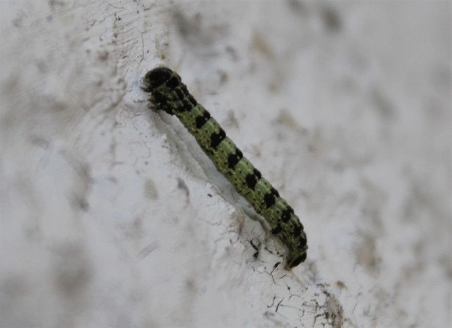 Agriopis leucophaearia - tölgy-tavasziaraszoló