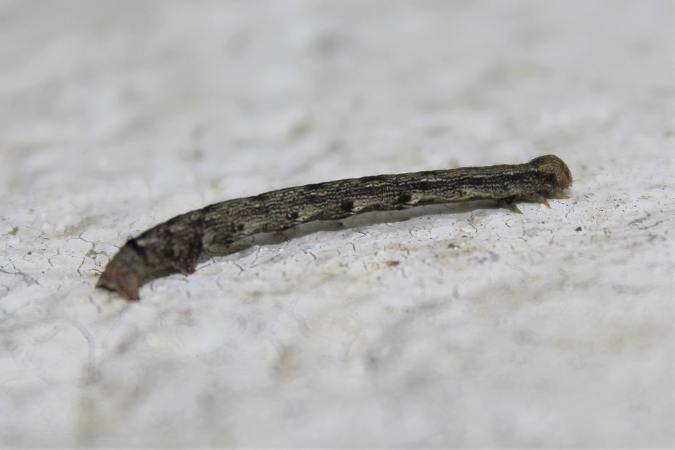 Agriopis