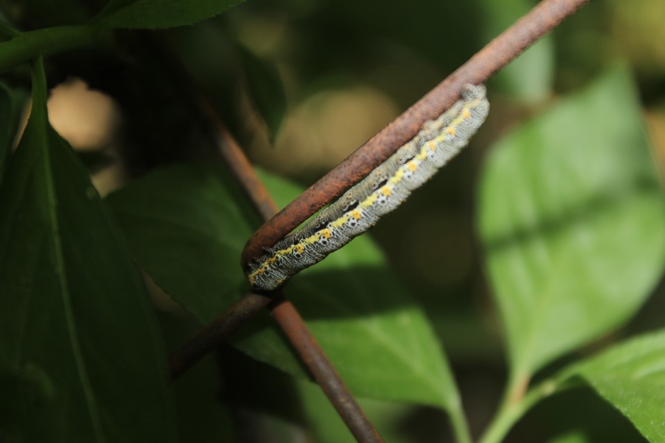 Artiora evonymaria - kecskerágó-araszoló