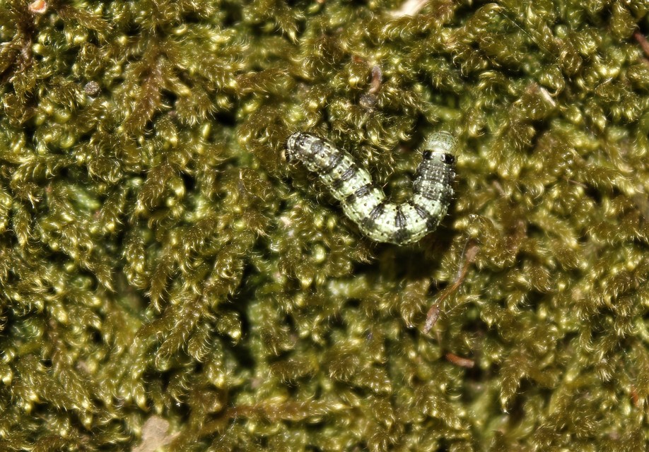 Agriopis leucophaearia - tölgy-tavasziaraszoló