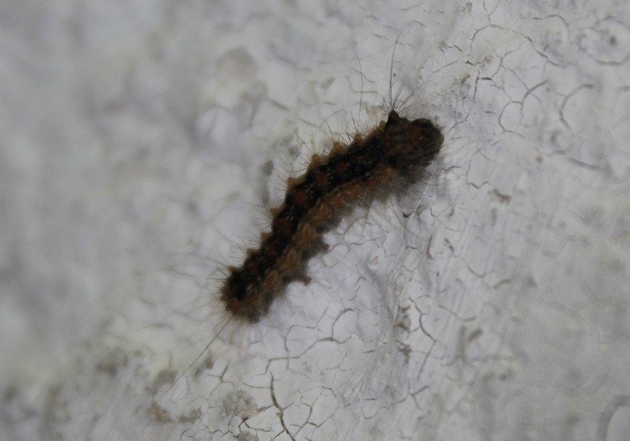 Lymantria dispar - gyapjaslepke
