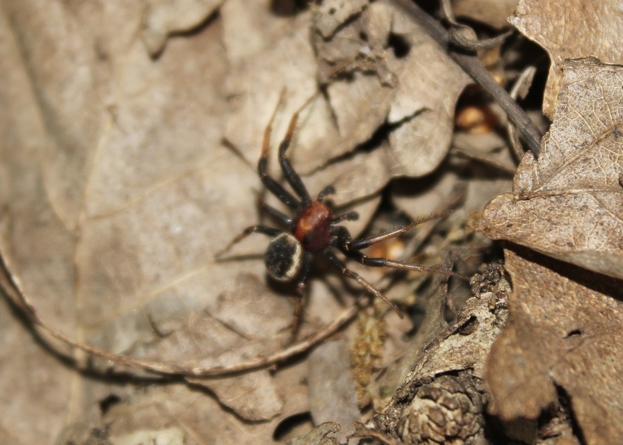 Xysticus