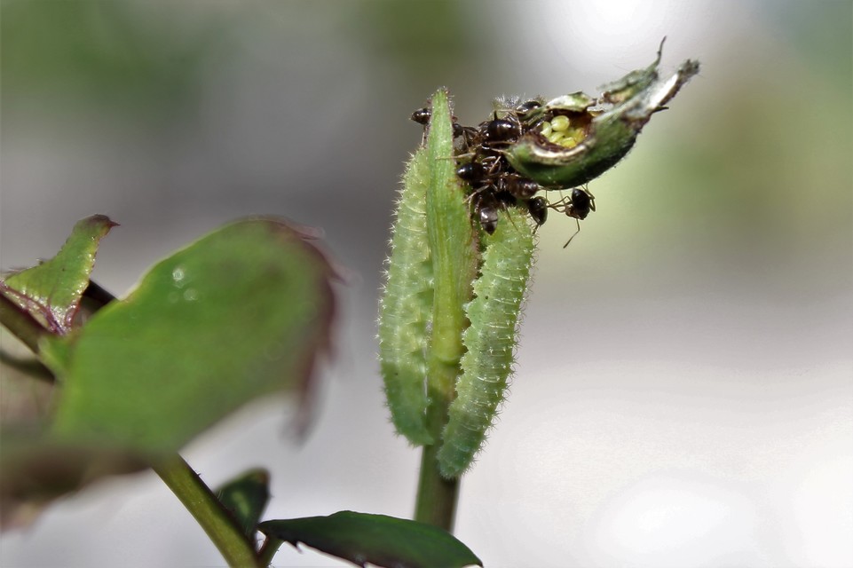Lasius