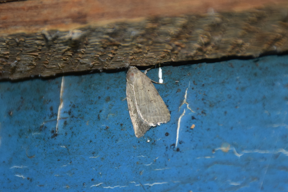 Athetis gluteosa - nyugtalan lápibagoly