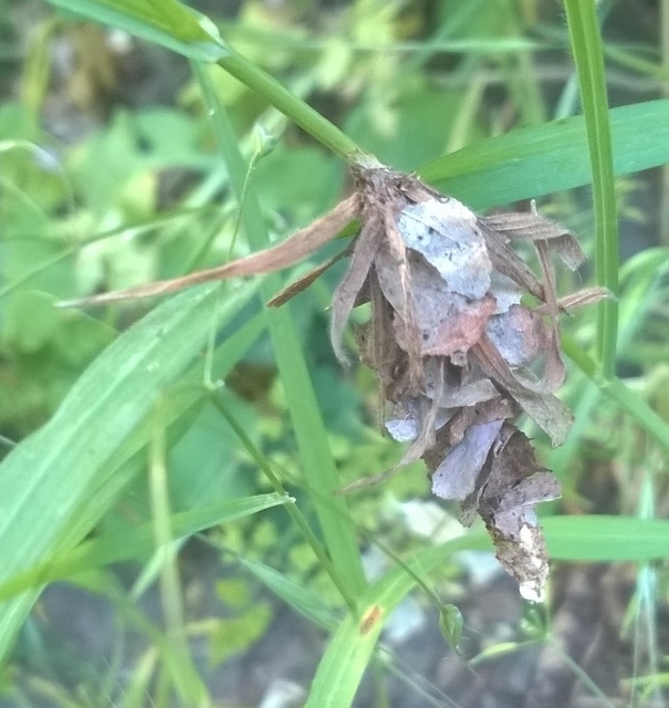 Canephora hirsuta - kormos zsákhordólepke