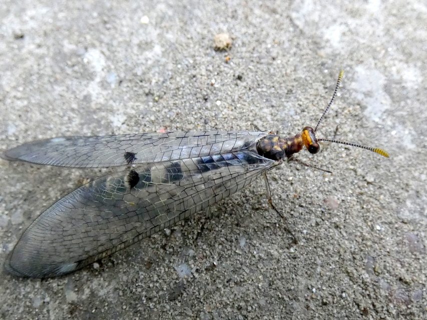 Megistopus flavicornis - kétfoltos hangyaleső Megistopus flavicornis - kétfoltos hangyaleső