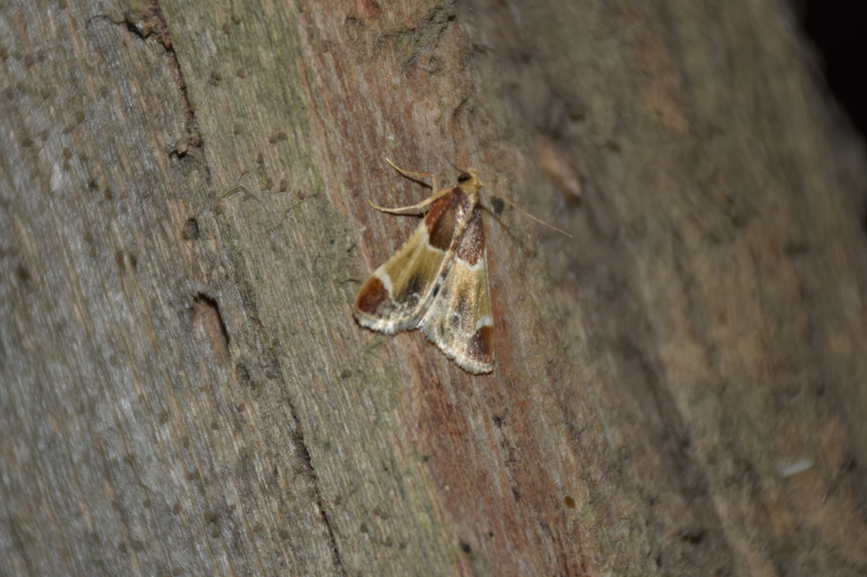 Pyralis farinalis - lisztilonca