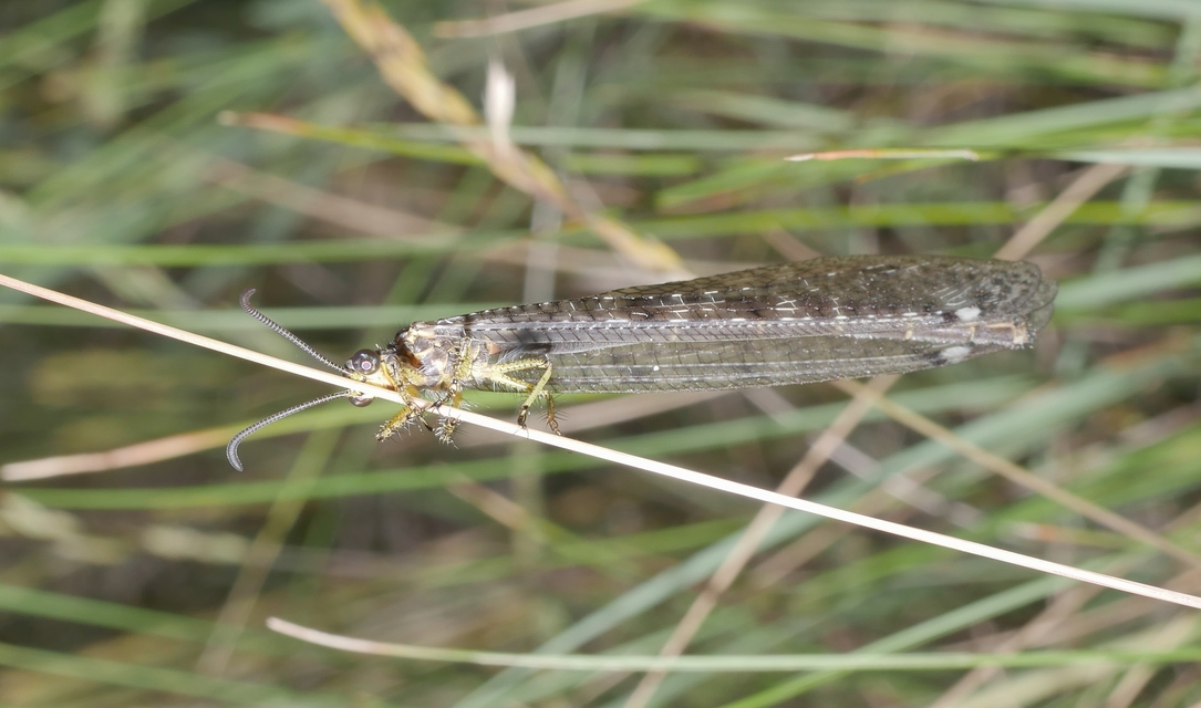 Distoleon tetragrammicus - négyfoltos hangyaleső Distoleon tetragrammicus - négyfoltos hangyaleső
