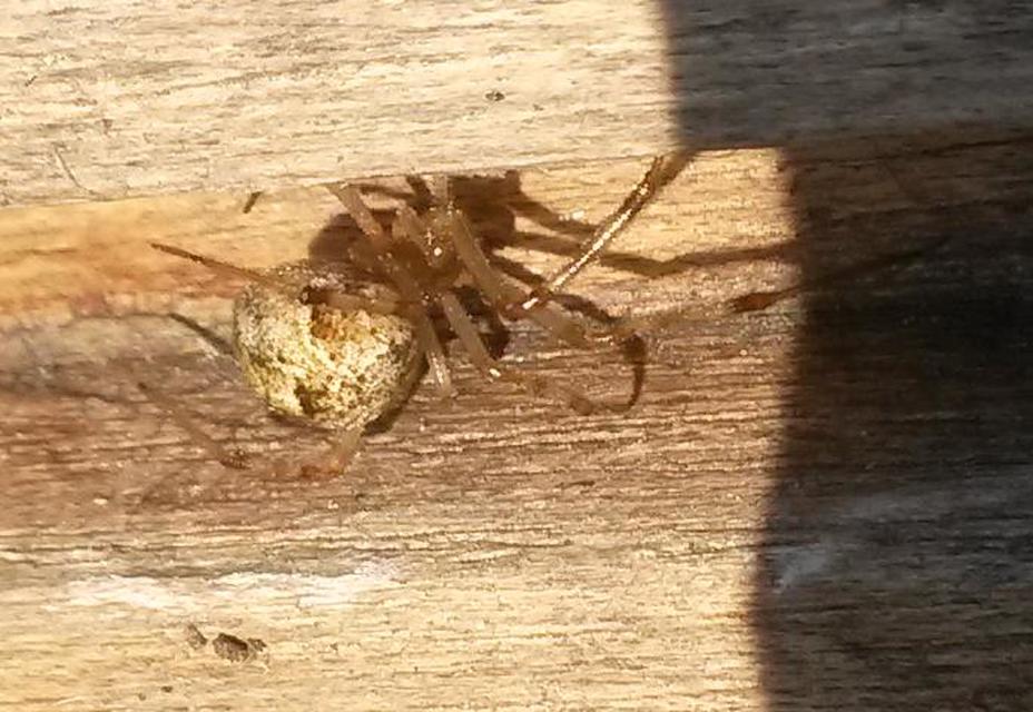 Parasteatoda