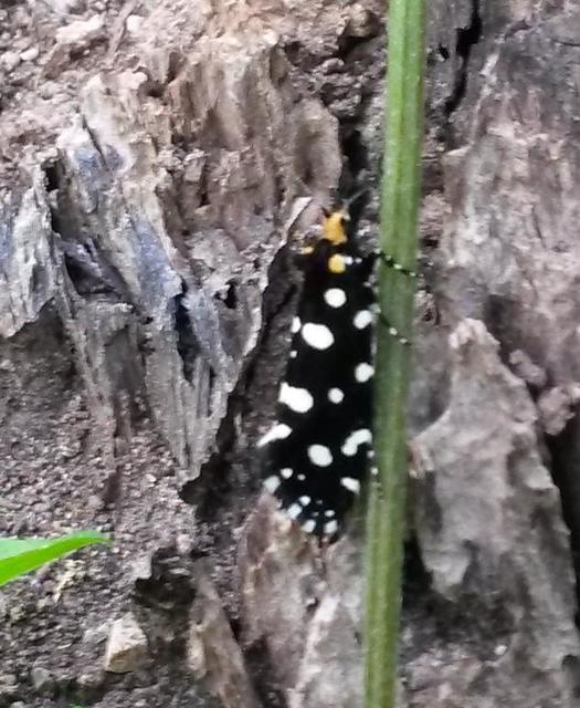 Euplocamus anthracinalis - fésűscsápú korhadékmoly