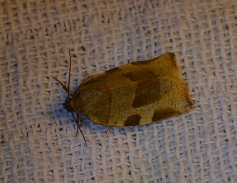 Choristoneura hebenstreitella - mogyoró-sodrómoly