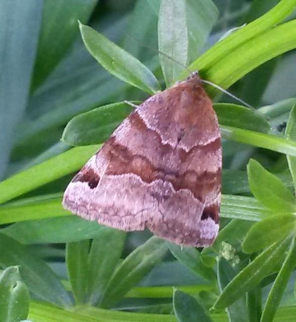 Euclidia glyphica - közönséges nappalibagoly