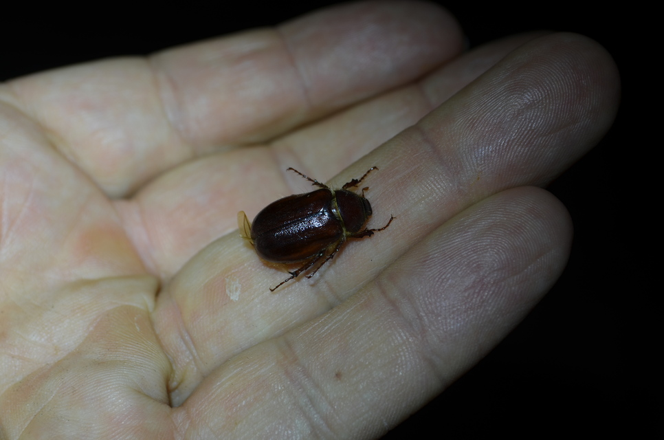 Holochelus