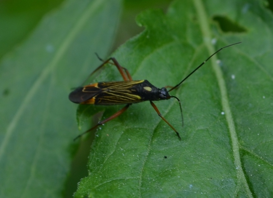 Miris striatus - sávos mezeipoloska