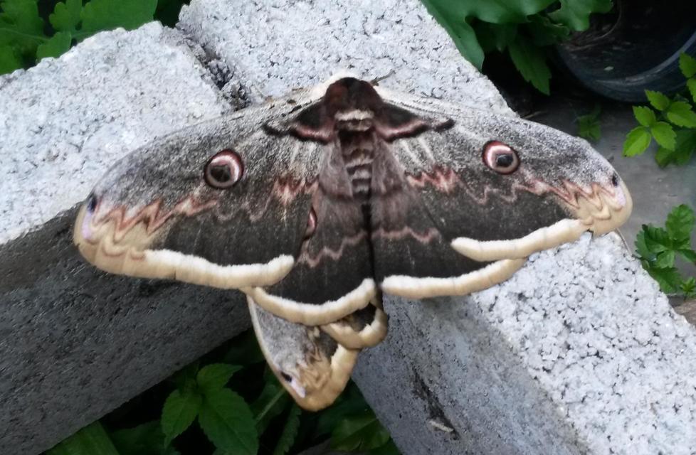 Saturnia pyri - nagy pávaszem