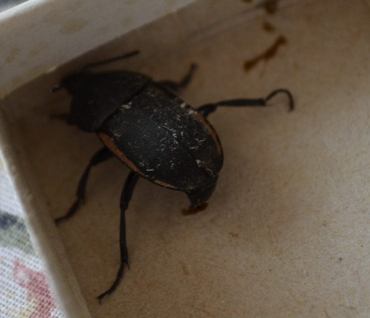 Silpha obscura - közönséges dögbogár
