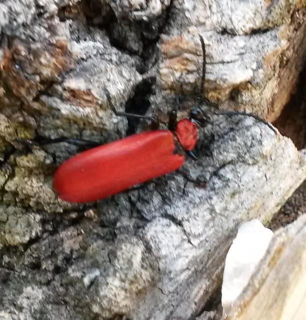 Pyrochroa coccinea - nagy bíborbogár