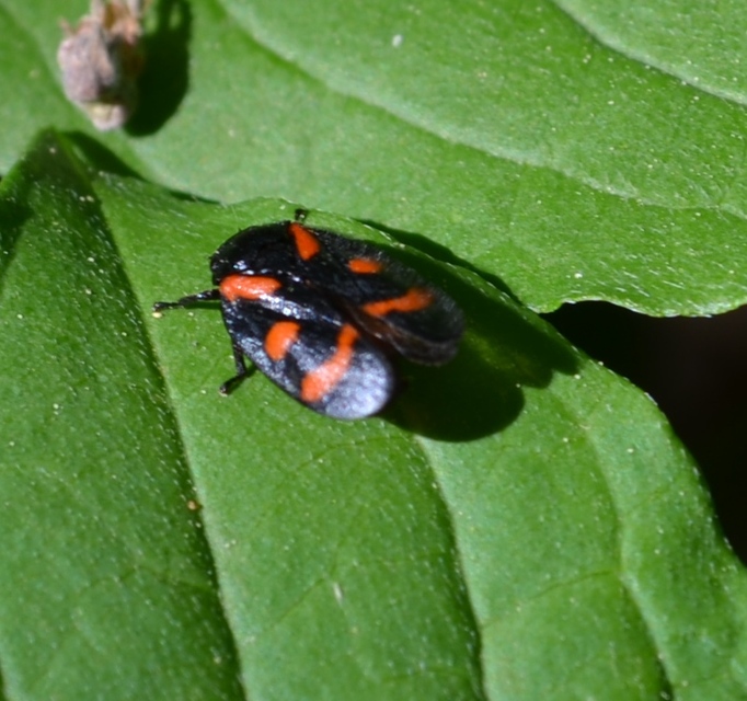 Cercopis arcuata/sanguinolenta