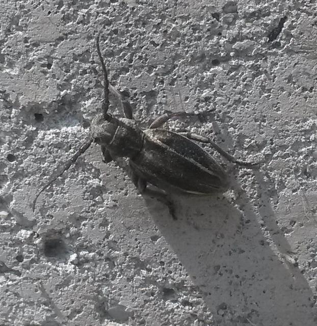 Neodorcadion bilineatum - kétsávos földicincér