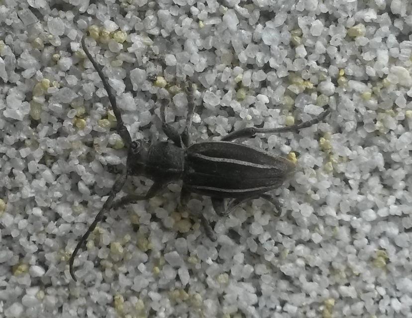 Neodorcadion bilineatum - kétsávos földicincér