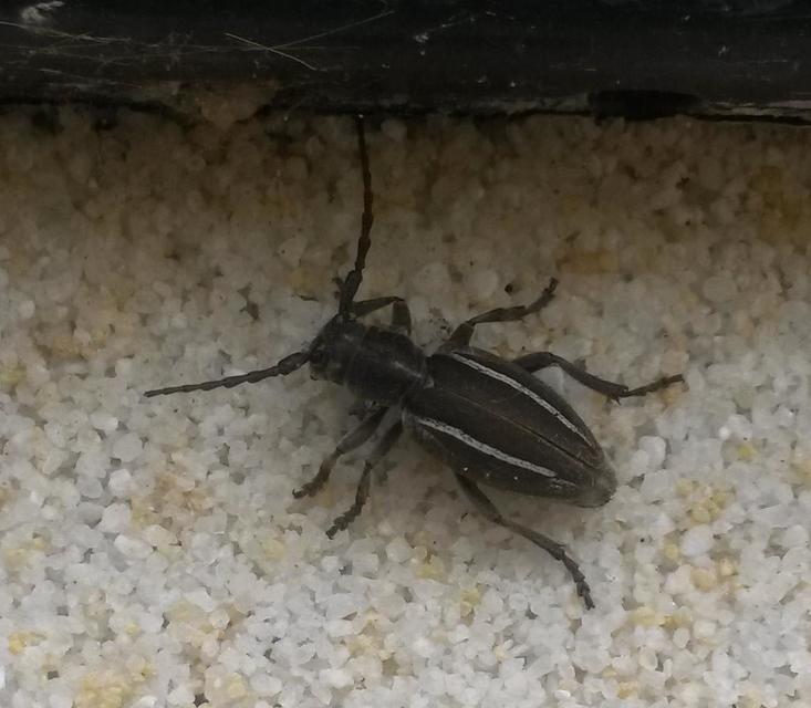 Neodorcadion bilineatum - kétsávos földicincér