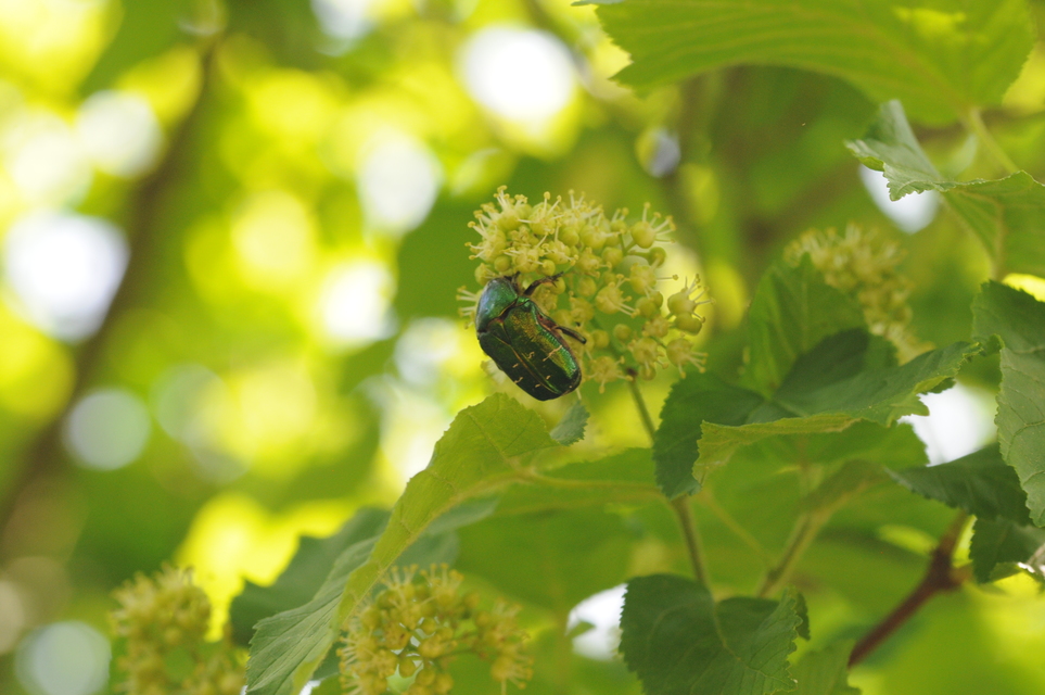 Cetonia aurata - aranyos virágbogár