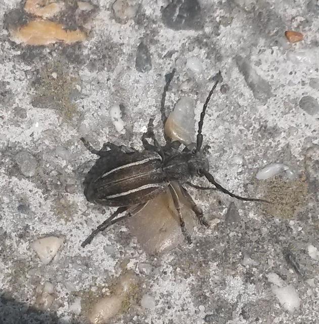 Neodorcadion bilineatum - kétsávos földicincér