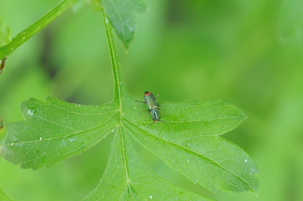 Melyridae - sziklaibogár-félék