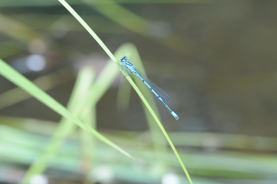 Coenagrion puella - azúrkék légivadász