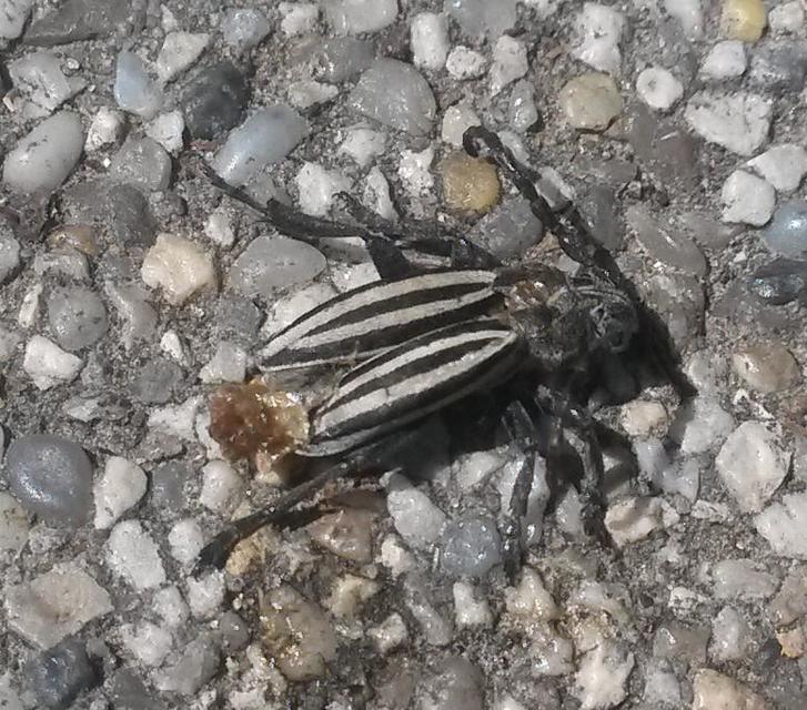 Dorcadion scopolii - nyolcsávos gyalogcincér