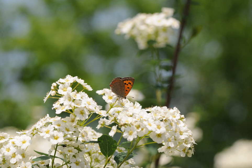 Lycaena phlaeas - közönséges tűzlepke