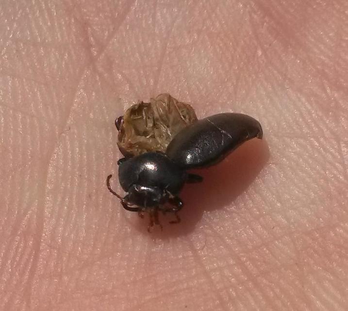 Chrysolina