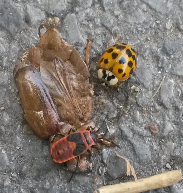 Harmonia axyridis - harlekinkatica