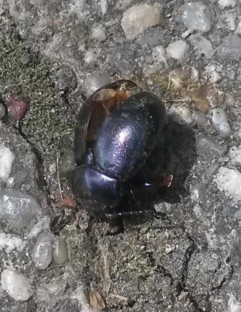 Chrysolina sturmi - vöröslábú levelész