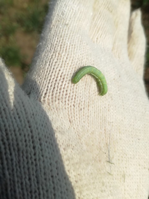 Orthosia gothica - feketefoltos barkabagoly